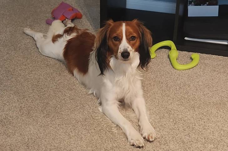 Un Kooikerhondje allongé sur une moquette 