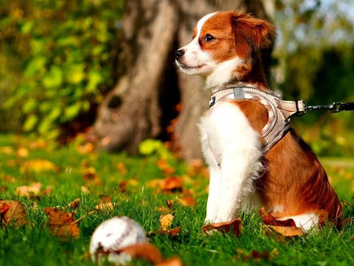 Un Kooikerhondje assis sur une surface herbacée et qui est tenu en laisse 