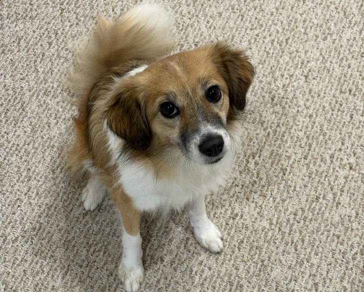 Un Kooikerhondje assis sur une moquette et semblant détendu 