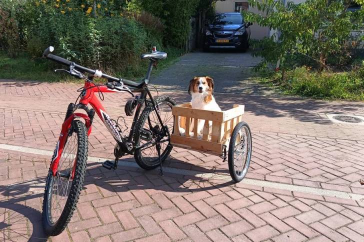 Un Kooikerhondje assis dans une petite remorque en bois fixée à un vélo