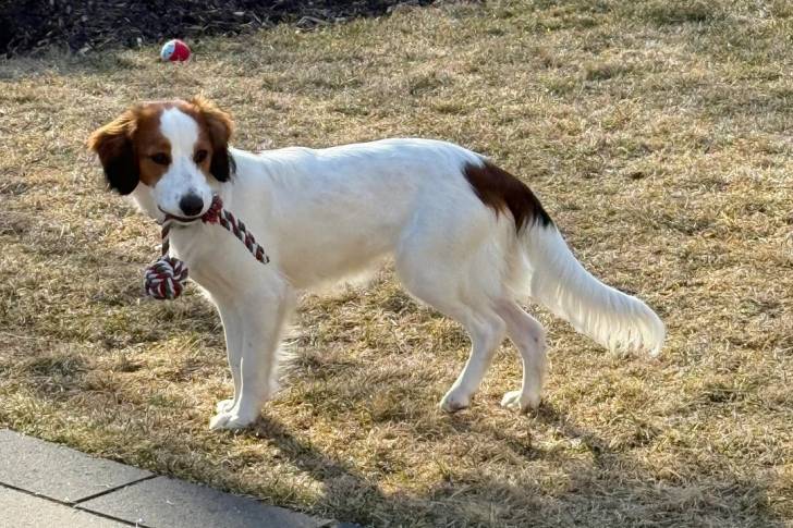 Un Kooikerhondje sur une surface herbacée et ayant une corde à nœuds dans la gueule