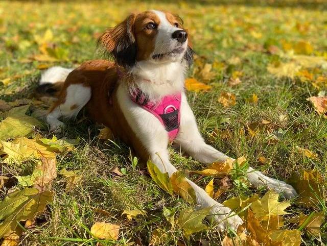Un Kooikerhondje allongé sur un terrain herbeux et portant un harnais 