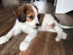Photo Kooikerhondje