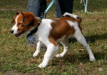 Photo Kooikerhondje