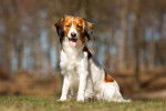Photo Kooikerhondje