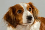 Photo Kooikerhondje