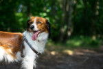 Photo Kooikerhondje