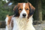 Photo Kooikerhondje