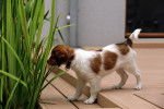 Photo Kooikerhondje