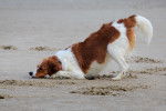 Un Kooikerhondje joue dans le sable