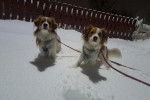 Deux Kooikerhondje sur une surface enneigée et tenus en laisse 