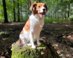 Un Kooikerhondje assis sur un tronc d'arbre et portant un collier autour du cou