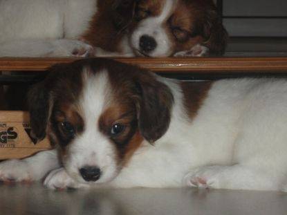Freja - Kooikerhondje Femelle (8 mois)