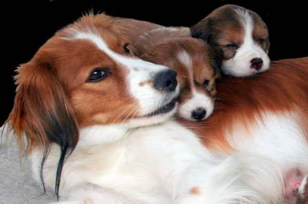 Kooikerhondje - Kooikerhondje