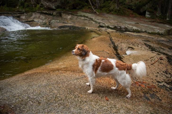 Photo Kooikerhondje