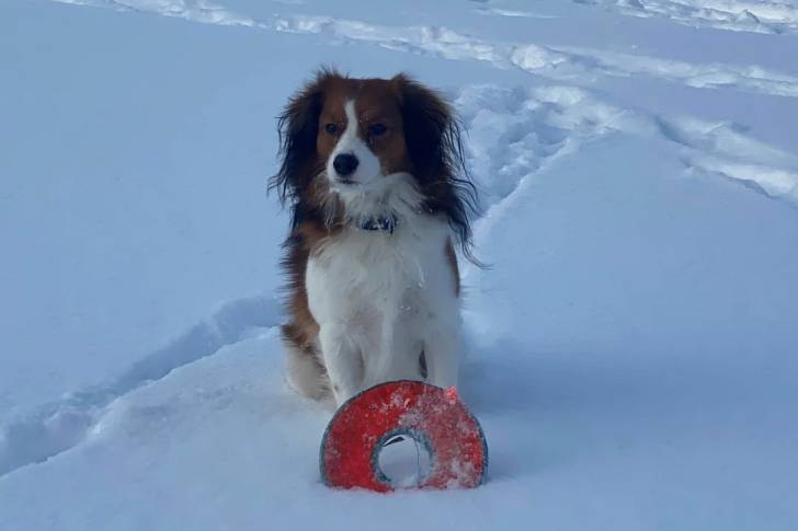 Un Kooikerhondje assis sur une surface enneigée et portant un collier autour du cou
