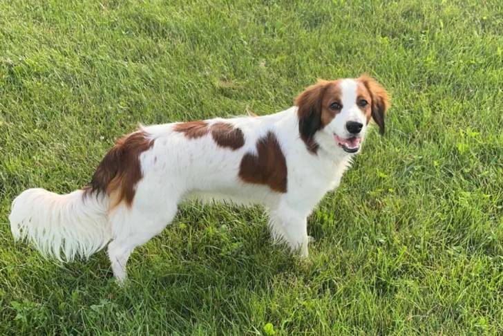 Un Kooikerhondje sur une surface herbacée et regardant vers la caméra 