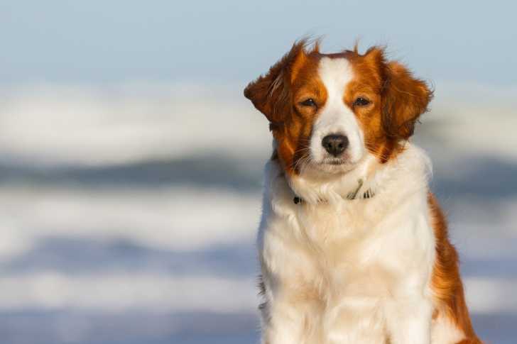 Photo Kooikerhondje