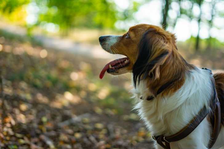 Photo Kooikerhondje