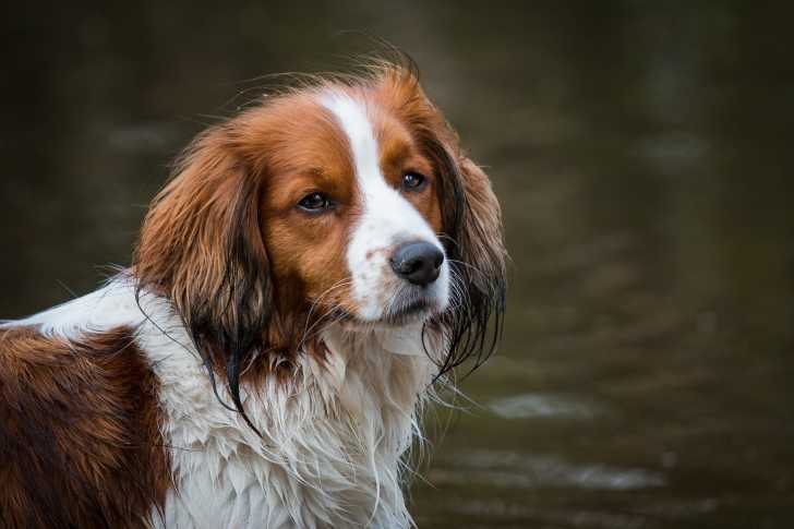 Photo Kooikerhondje