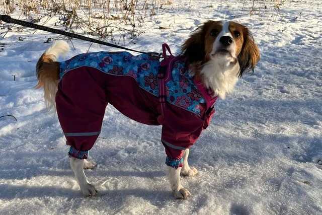 Un Kooikerhondje sur une surface enneigée portant un habit pour chien et qui est tenu en laisse 