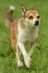 Photo Lundehund