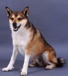 Photo Lundehund
