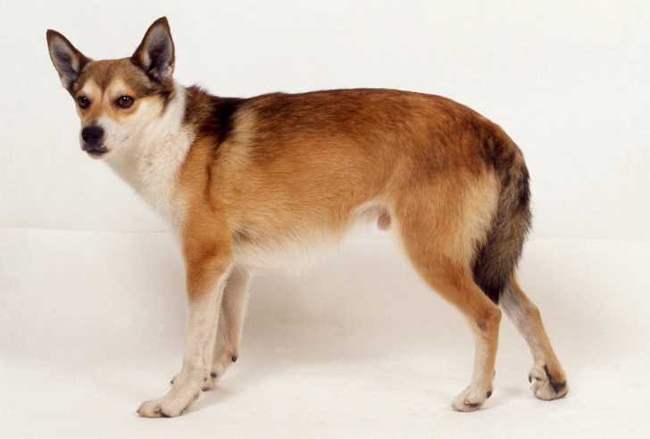 Le Chien norvégien de macareux (ou Lundehund)
