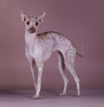 Photo Chien Nu du Pérou