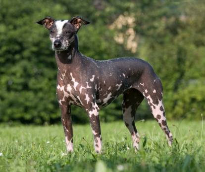 Un Chien Nu du Pérou