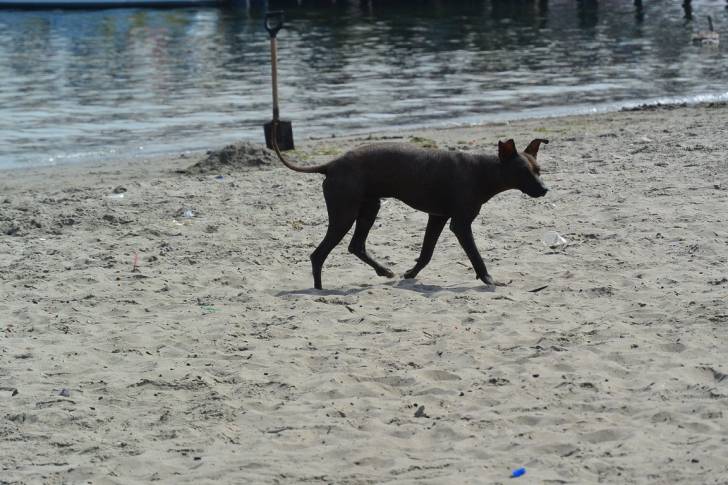 Photo Chien Nu du Pérou