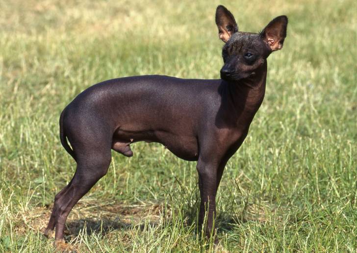 Un Chien Nu du Pérou se tient debout dans l'herbe