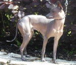 Chien Nu Mexicain - Xoloitzcuintle
