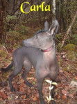 Chien Nu Mexicain - Xoloitzcuintle