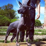 Lovecraft - Xoloitzcuintle Mâle (1 an)