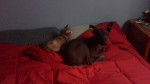 thally - Xoloitzcuintle (4 mois)