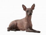 Photo Xoloitzcuintle