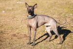 Photo Xoloitzcuintle