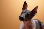 Photo Xoloitzcuintle