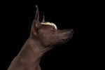 Photo Xoloitzcuintle