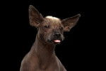 Photo Xoloitzcuintle