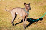 Photo Xoloitzcuintle
