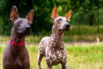 Photo Xoloitzcuintle