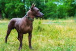Photo Xoloitzcuintle