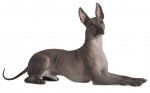 Photo Xoloitzcuintle