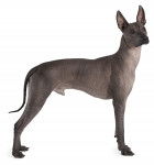 Photo Xoloitzcuintle
