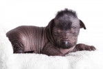 Un chiot Xoloitzcuintle allongé sur un plaid blanc