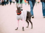 Photo Xoloitzcuintle