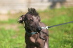 Photo Xoloitzcuintle