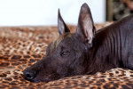 Photo Xoloitzcuintle